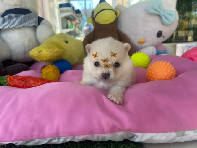 Spitz alemão fêminha mini a pronta entrega 