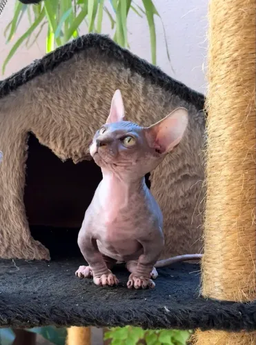 Filhote Sphynx Banbino Anão