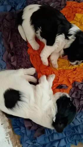 Vendo filhote de cachorro da raça Shitzu macho e fêmea são puros