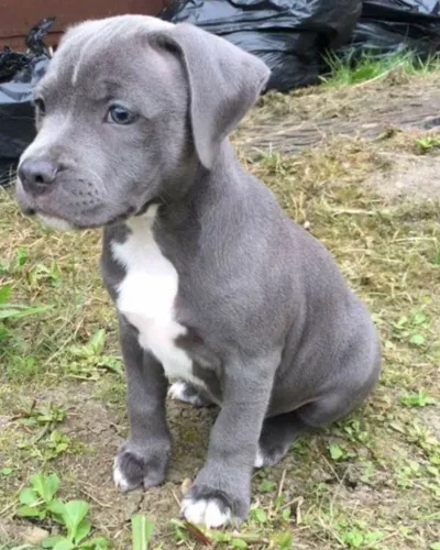 Pitbull - Um Novo Amigo Para Abraçar 