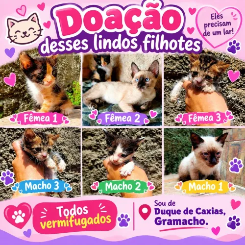 Doação desses lindos gatinhos ( filhotes)