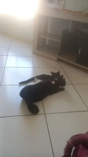 Doação de gatas