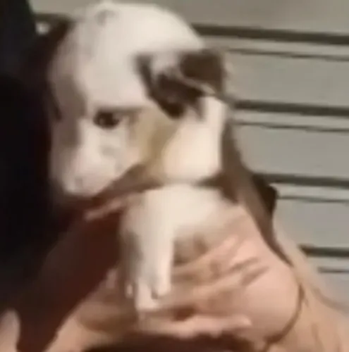 Border collie filhote atento e obedientes