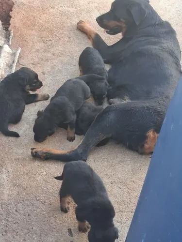 Filhotes de rotwivailer alemão