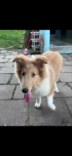 Rougth collie macho 