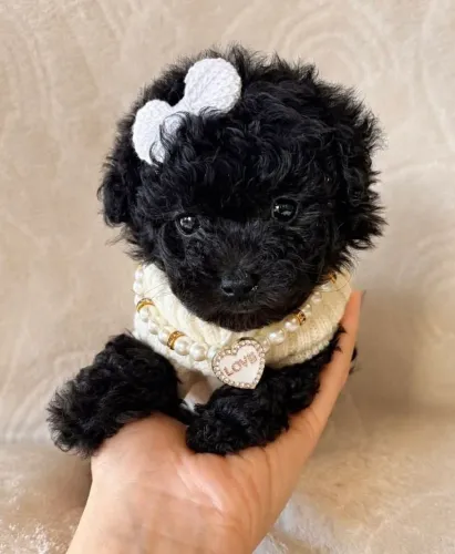 Poodle toy fêmea minizinha