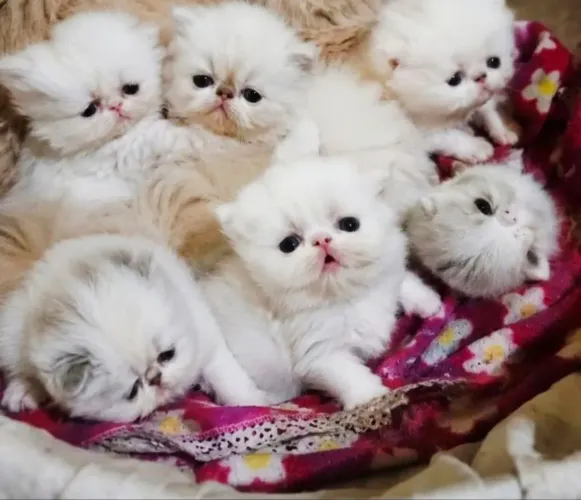 Vendo Gatos Persa Com Pedigree