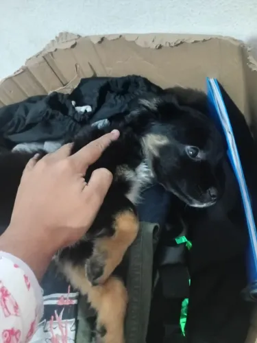 Cachorra fêmea 