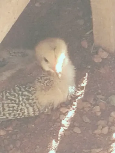 Vendo franguinho caipira pato