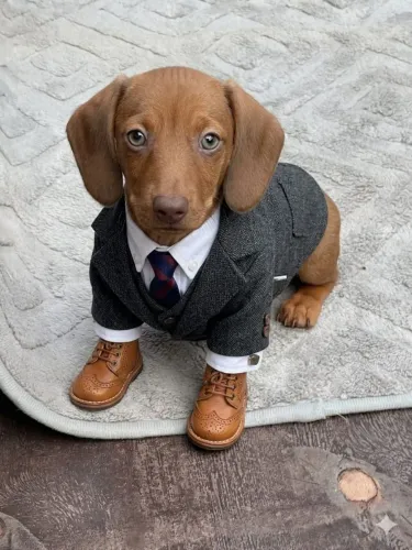 Machos Dachshund Teckel Cofap Salsichinha
