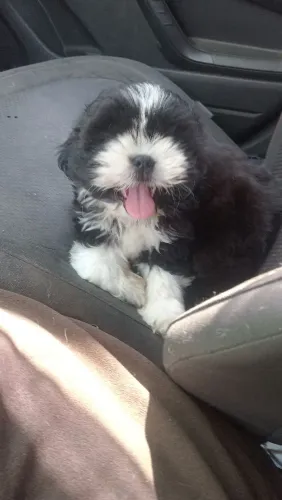 CACHORRO SHITZU MACHO FILHOTE