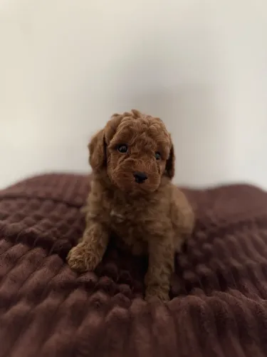 Poodle Toy ( Vendas Filhotes ) 