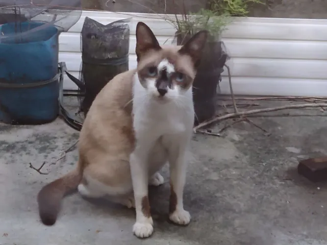 Gatinhos para adotar. Leia por favor 