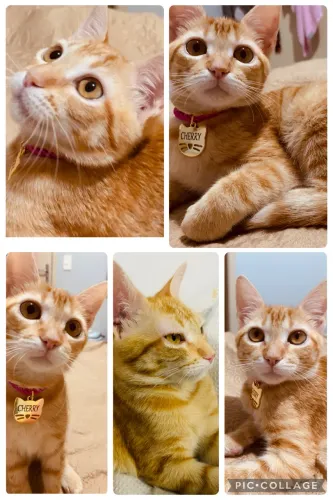 Doação de gata