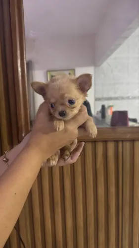VENDO FILHOTE DE CHIHUAHUA