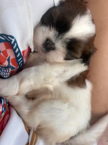  Shitzu fêmea cachorra