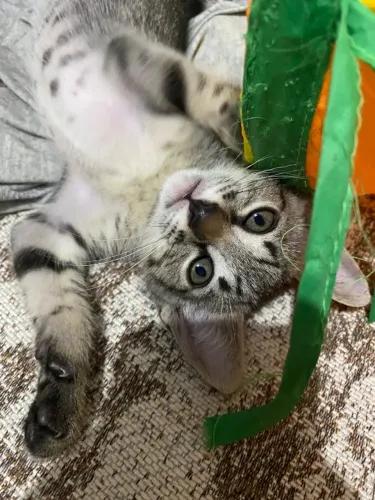 Gato macho para adoção