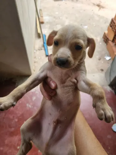 Cachorros filhotes para doação