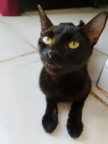 Doação de gata adulta 