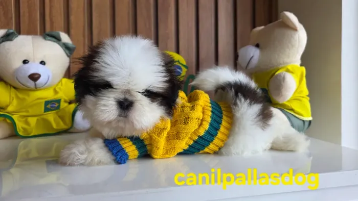 Shih tzu macho e fêmea disponível. 