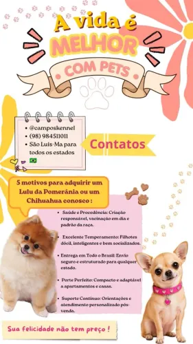 Spitz alemão e chihuahua