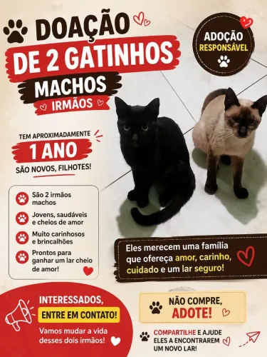 DOAÇÃO 2 GATINHOS MACHO