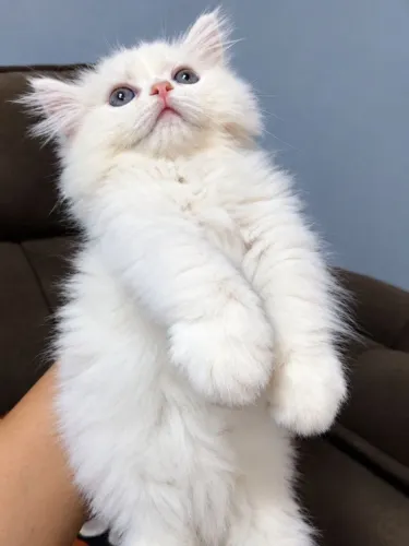 FILHOTES DE GATO PERSA