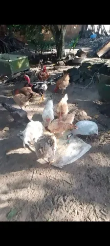 galinhas caipira
