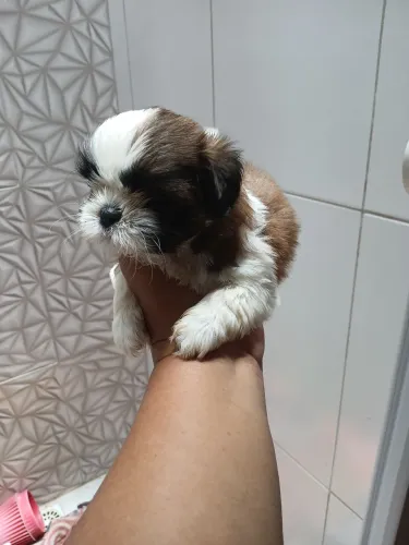 Lindos filhotes de Shih Tzu pais com pedigree 