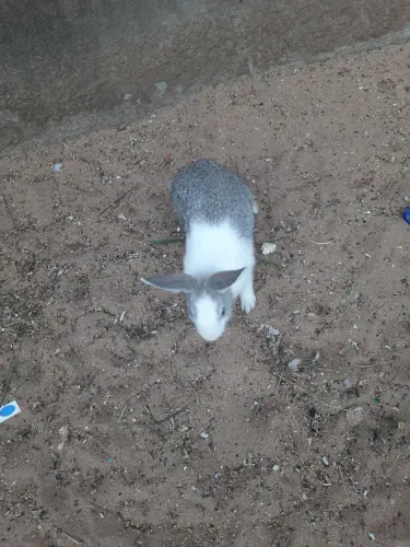 Coelhos
