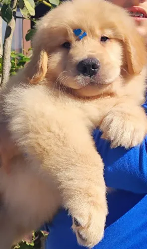 Golden Retriever liberados para entrega 