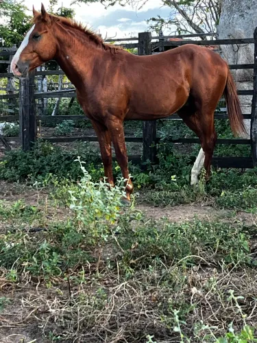 Cavalo