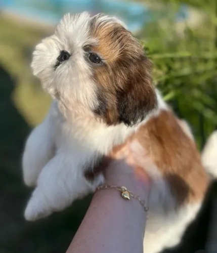 Shih tzu mine filhote lindos 