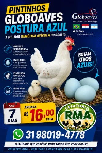 Pintinhos de Ovos Azuis