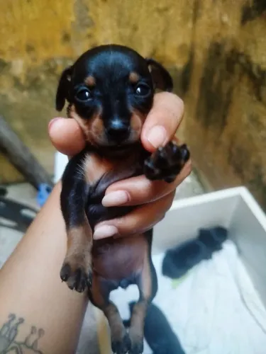 Vendo Pincher