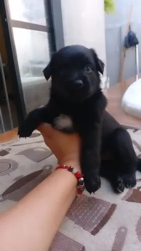 Cachorrinhos doação