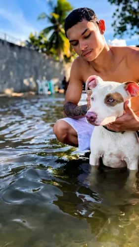 Pitbull macho para cruzar