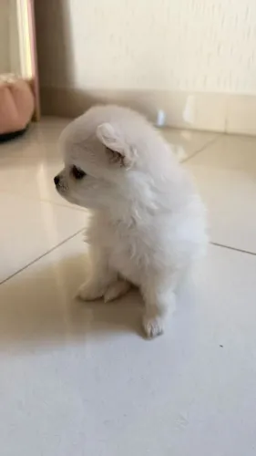 Filhotes de Spitz Alemão / Lulu da Pomerânia ?