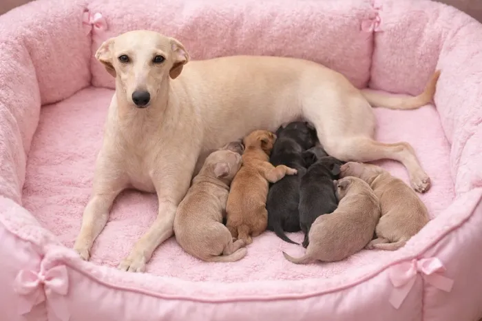 Galgo Italiano Várias Cores - LEIA O ANUNCIO
