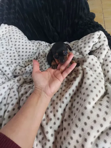 Lindos filhotes de Pinscher