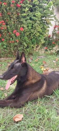 Pastor belga malinoá disponível pra cruza