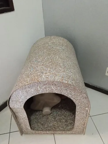Casa para cachorro de médio a grande porte