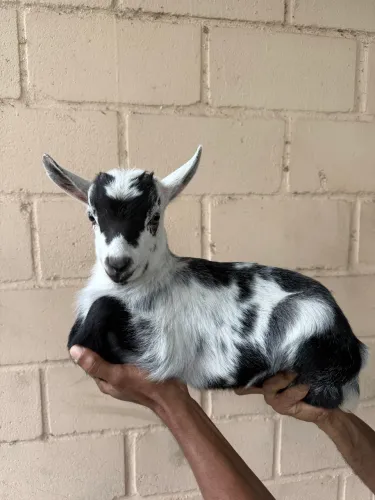 Mini cabrito