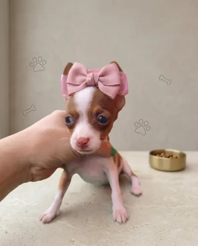 Pinscher Fêmea Encantadora e Brincalhona