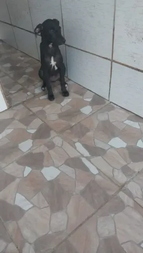 Cachorro 4 meses pra doação .