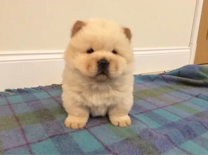 Chow Chow,Chow Chow Filhote Pronto Para Novo Lar