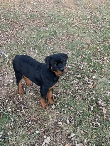 Filhotes de Rottweiler | Fofura pronta pra sua família!