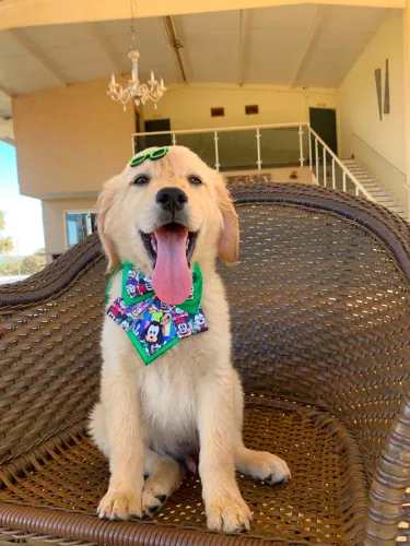Golden Retriever Macho de Alto Padrão Disponível<br>