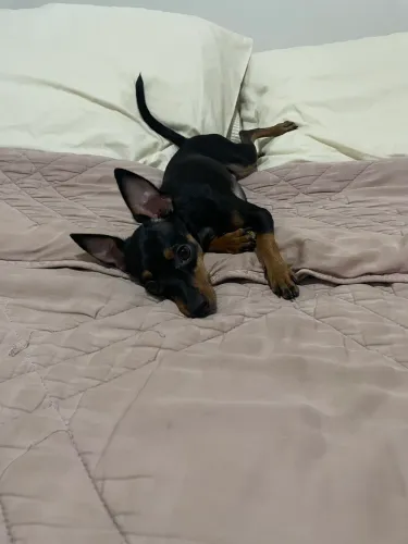 Procuro namorada para Pinscher 