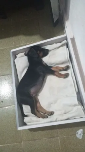 Cachorro pinsher para adoção